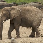 アフリカゾウ アフリカゾウ