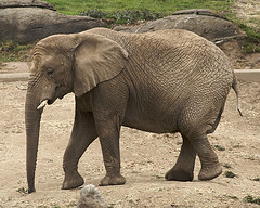 african_elephant african_elephant