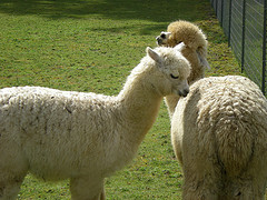 alpaca