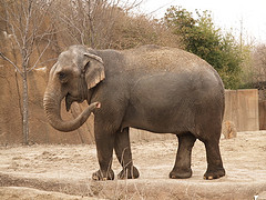 asian_elephant