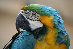 blue_and_gold_macaw blue_and_gold_macaw