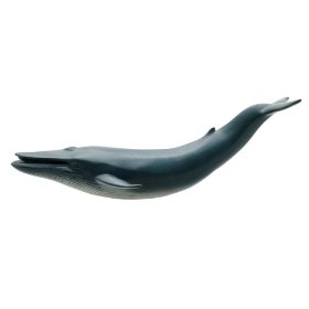 blue_whale blue_whale