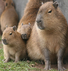 capybara capybara