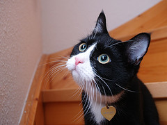 cat cat