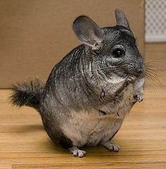 chinchilla chinchilla