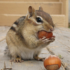 chipmunk