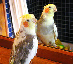 cockatiel cockatiel