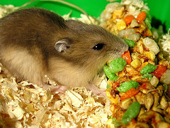 djungarian_hamster djungarian_hamster