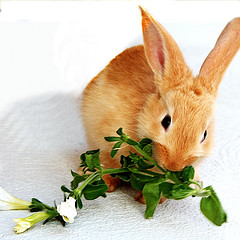 domestic_rabbit