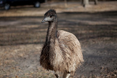 emu emu