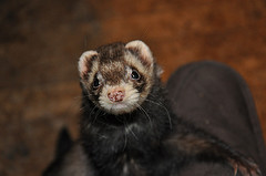 ferret ferret