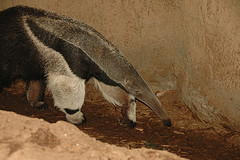 giant_ant_eater giant_ant_eater