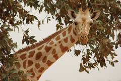 giraffe giraffe