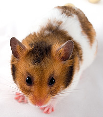 golden_hamster