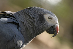 grey_parrot grey_parrot