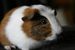 guinea_pig