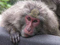 japanese_macaque japanese_macaque