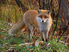 japanese_red_fox