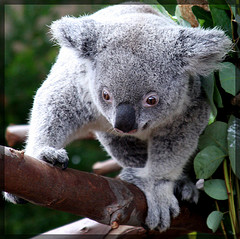 koala koala