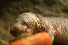 naked_mole_rat naked_mole_rat