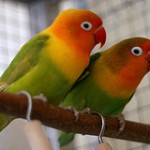 ボタンインコ ボタンインコ