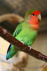 peachfaced_lovebird