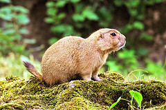 prairie_dog prairie_dog