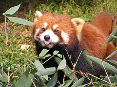 red_panda