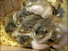 roborovskii_dwarf_hamster roborovskii_dwarf_hamster