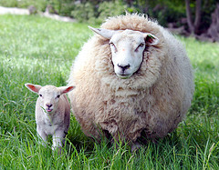 sheep sheep