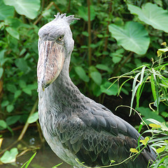 shoebill ハシビロコウ