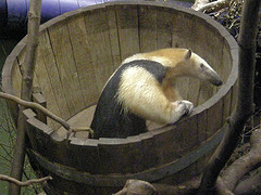 southern_tamandua southern_tamandua