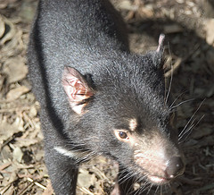 tasmanian_devil tasmanian_devil