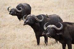 african_buffalo african_buffalo