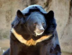 asiatic_black_bear asiatic_black_bear