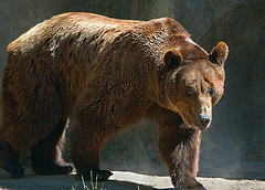 brown_bear brown_bear