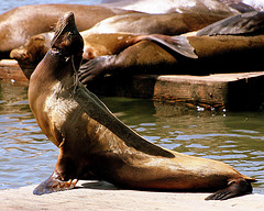 california_sea_lion california_sea_lion