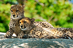 cheetah