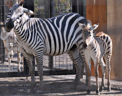 common_zebra common_zebra