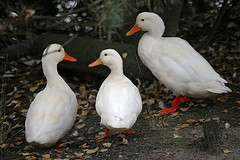 duck