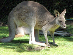 eastern_grey_kangaroo eastern_grey_kangaroo