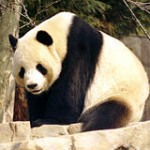 ジャイアントパンダ ジャイアントパンダ