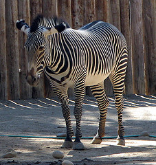 grevys_zebra grevys_zebra