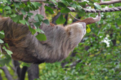hoffmans_two_toed_sloth hoffmans_two_toed_sloth