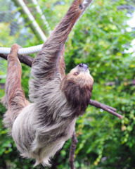 linnes_two_toed_sloth