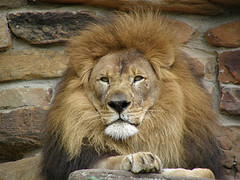 lion lion