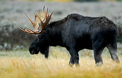 moose