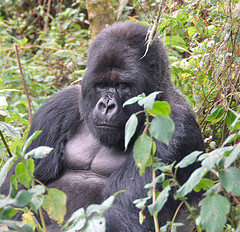 mountain_gorilla mountain_gorilla