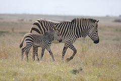 mountain_zebra
