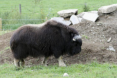 muskox